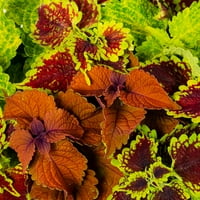 Подобри домови и градина 8 Мулти бои Колеј во живо растение