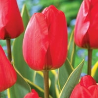 Van Zyverden - Tulip Voyager - заспани цветни светилки - полно сонце; 6+ ч., Црвено