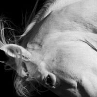 Уметничка галерија за ремек -дело Белиот коњ Убавина од Бел Мејсон Канвас Уметнички печати 24 36