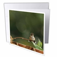 Фотографија на обожавателка женска рубин грло колибри со мохавк. Честитка со плик гц-302852-5