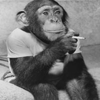 Затворање на шимпанзо кое држи постер за цигари